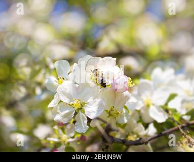 Ape su un fiore di Apple Foto Stock