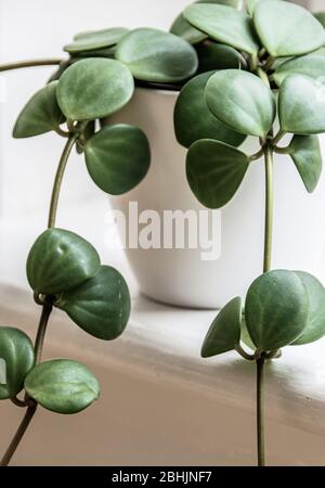 Primo piano su una piccola pepromia 'Hope' (Peperomia rotundifolia) casa pianta in vaso bianco su una soglia luminosa finestra. Moderno finale succulente pianta det Foto Stock