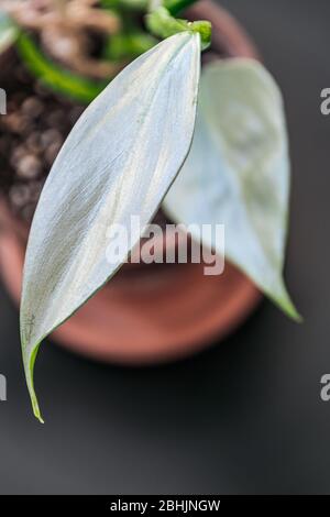 Filodendron spada d'argento (philodendron hstatum) pianta domestica in una pentola di terracotta su uno sfondo scuro. Primo piano su una pianta con fogliame lucido argenteo. Foto Stock