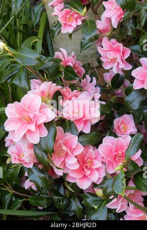 Camellia Japonica Lady Vansittart in fiore, aprile 2020, Devon, Regno Unito Foto Stock
