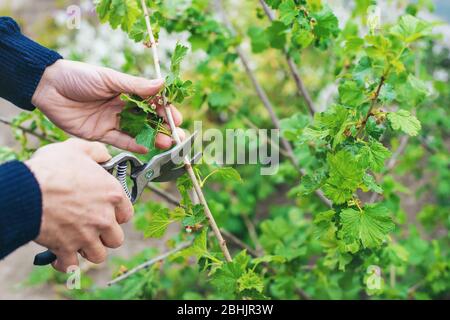 Giardiniere potando cespugli di curry nel giardino. Focus selettivo. Natura. Foto Stock