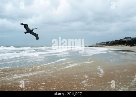 Un pellicano sta volando basso sopra l'Oceano Atlantico ad una spiaggia a Pawleys Island South Carolina. Foto Stock