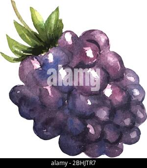 BlackBerry con foglie disegnate a mano in acquerelli su sfondo bianco. Colore brillante e succoso. Dolce frutti di bosco. Vettore Illustrazione Vettoriale