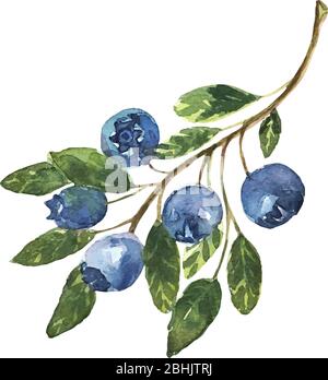 Un ramo di mirtilli disegnati a mano in acquerello. Frutti di bosco blu, prodotto naturale fresco per la salute. Vettore Illustrazione Vettoriale