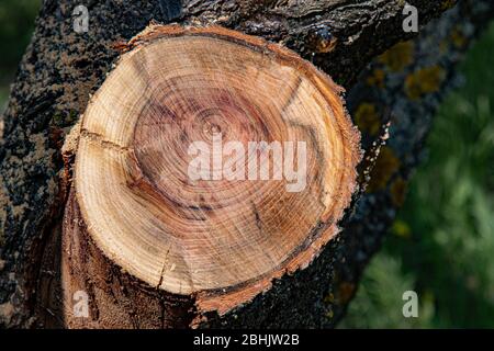 Struttura di legno cracked con anelli chiari di sviluppo dell'albero. Rustico sfondo in legno. Primo piano della sezione trasversale del legno Foto Stock