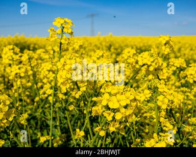 Fiorisce di colza gialla in primavera Foto Stock