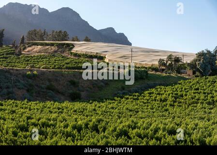 Riebeek Kasteel, Swartland, Sudafrica. 2019. Panoramica delle viti, alcune sotto ombra a Riebeek Kasteel nella regione di Swartland. Foto Stock