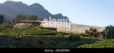 Riebeek Kasteel, Swartland, Sudafrica. 2019. Panoramica delle viti, alcune sotto ombra a Riebeek Kasteel nella regione di Swartland. Foto Stock