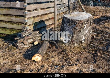 Legna da ardere tagliata da poco, vicino a grande stub di betulla, campagna. Erba sbiadita, giornata di primavera soleggiata Foto Stock