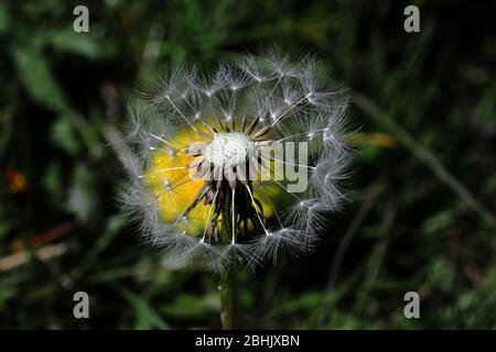 un primo piano di un orologio a danelion in parte soffiato (taraxacum officinale) con un fiore giallo chiaro danelion dietro di esso Foto Stock