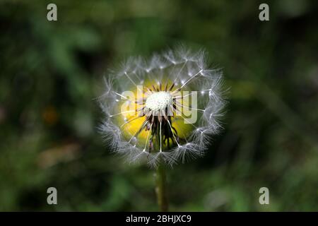 un primo piano di un orologio a danelion in parte soffiato (taraxacum officinale) con un fiore giallo chiaro danelion dietro di esso Foto Stock