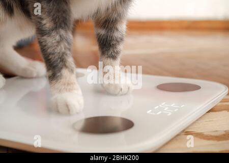 Le zampe Cat sono su scale intelligenti che consentono l'analisi dell'impedenza bioelettrica, la misurazione del BIA e del grasso corporeo. Animali curiosi. Foto Stock