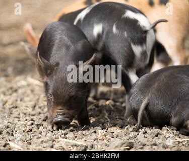 Cumbernauld, Regno Unito. 26 aprile 2020. Nella foto: Simpatici cuccioli di primavera giocano nel calore del sole di primavera del pomeriggio. Questi piccoli maiali hanno avuto la loro pancetta salvata come il blocco di Coronavirus (COVID-19) ha significato le cose sulla fattoria hanno terra ad una fermata, lasciando gli animali per godere di un nuovo lease di vita per il momento. Credit: Colin Fisher/Alamy Live News Foto Stock