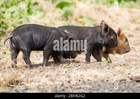 Cumbernauld, Regno Unito. 26 aprile 2020. Nella foto: Simpatici cuccioli di primavera giocano nel calore del sole di primavera del pomeriggio. Questi piccoli maiali hanno avuto la loro pancetta salvata come il blocco di Coronavirus (COVID-19) ha significato le cose sulla fattoria hanno terra ad una fermata, lasciando gli animali per godere di un nuovo lease di vita per il momento. Credit: Colin Fisher/Alamy Live News Foto Stock