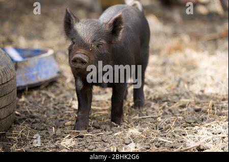 Cumbernauld, Regno Unito. 26 aprile 2020. Nella foto: Simpatici cuccioli di primavera giocano nel calore del sole di primavera del pomeriggio. Questi piccoli maiali hanno avuto la loro pancetta salvata come il blocco di Coronavirus (COVID-19) ha significato le cose sulla fattoria hanno terra ad una fermata, lasciando gli animali per godere di un nuovo lease di vita per il momento. Credit: Colin Fisher/Alamy Live News Foto Stock