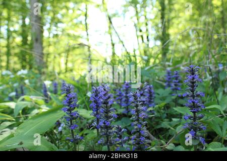 Fiore viola di clary di prato in legno austriaco Foto Stock