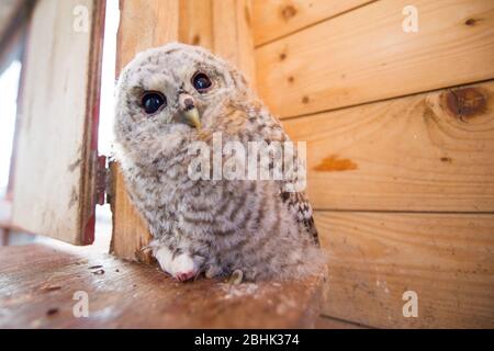 Cumbernauld, Regno Unito. 26 aprile 2020. Nella foto: Un piccolo gufo di Tawny si siede su un mouse morto mentre guarda la fotocamera. È stato salvato e sarà rilasciato una volta che mette su abbastanza peso. Credit: Colin Fisher/Alamy Live News Foto Stock