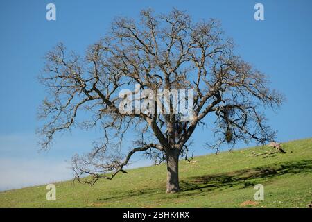 Un albero di quercia a costa singola su una collina verde e lussureggiante contro un cielo blu nella California centrale Foto Stock
