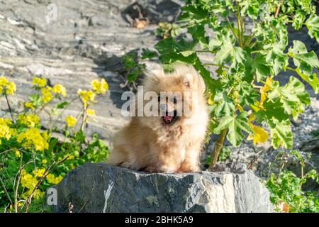 Simpatico e affascinante rosso Pomeranian spitz si alza su una pietra in un parco. Foto Stock