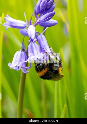 Bumble ape raccolta polline e necta dal fiore di un Bluebell spagnolo. Foto Stock