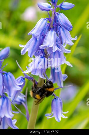 Bumble ape raccolta polline e necta dal fiore di un Bluebell spagnolo. Foto Stock