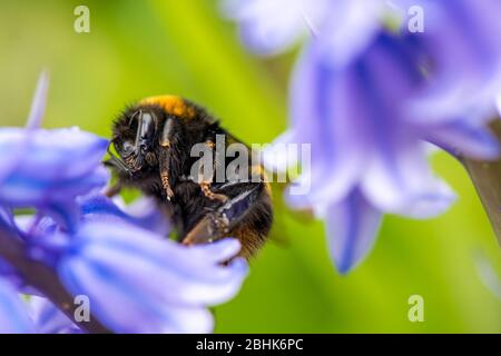 Bumble ape raccolta polline e necta dal fiore di un Bluebell spagnolo. Foto Stock