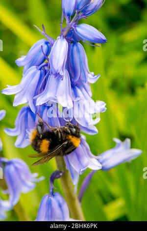 Bumble ape raccolta polline e necta dal fiore di un Bluebell spagnolo. Foto Stock
