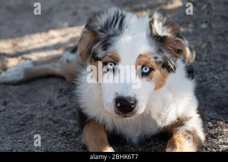 Pastore australiano cucciolo Foto Stock
