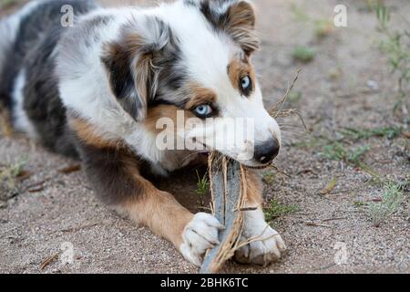 Cucciolo di pastore australiano masticando su un bastone nel cortile Foto Stock