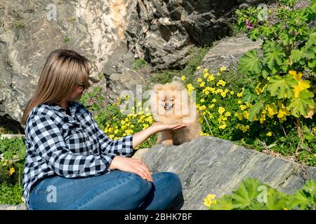 Cute soffice affascinante Pomeranian Spitz a capelli rossi sulla pietra nel parco dà zampa ad una ragazza. Carino cane pomerano sorridente Foto Stock