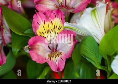 Bel regalo bouquet di vari decorativi colorati fiori d'estate Foto Stock