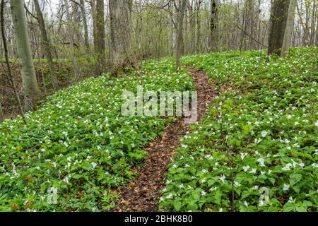 Percorre il letto naturale di Trillium a fiore grande, Trillium granulflorum, Trillium Ravine Nature Preserve, di proprietà della Michigan Nature Association Foto Stock