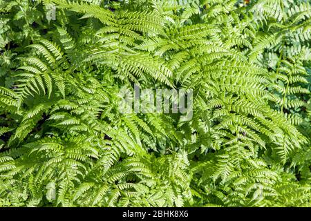 Felce verde brillante riempire la cornice formando bello sfondo monocromatico colore con motivi floreali, perfetto per fare te arte progetti di design. Foto Stock