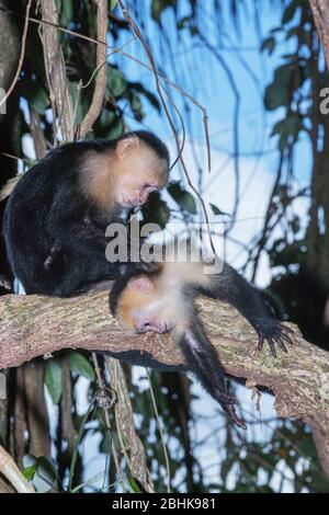 Scimmie cappuccine bianche (Cebus capucinus) nella foresta pluviale, Parco Nazionale Manuel Antonio, Provincia di Puntarenas, Costa Rica. Foto Stock