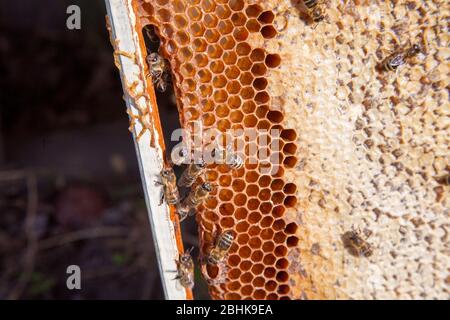 Fotogrammi di un alveare. Le api di occupato all'interno dell'alveare con open e cellule sigillate per il dolce miele. Ape Miele raccolto nel bel giallo favo di miele. Foto Stock