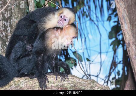 La scimmia cappuccina bianca (Cebus capucinus) le porta il giovane sulle spalle, Manuel Antonio National Park, provincia di Puntarenas, Costa Rica. Foto Stock