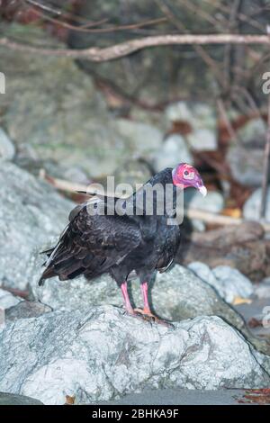 Turchia Vulture (Cathartes Aura). Parco Nazionale Manuel Antonio, Provincia di Puntarenas, Costa Rica. Foto Stock