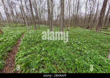 Fiori selvatici primaverili nella riserva naturale di Trillium Ravine, di proprietà della Michigan Nature Association, vicino a Niles, Michigan, USA Foto Stock