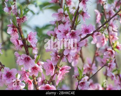 Prunus persica. Fiori di pesca fioriscono Foto Stock