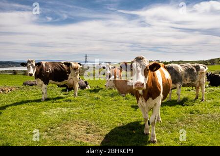 Venendo a casa da Ulverston sulle strade secondarie e ho visto questo gregge di bestiame vicino Toppin Ray Farm, mi è piaciuto molto sullo sfondo del le Foto Stock