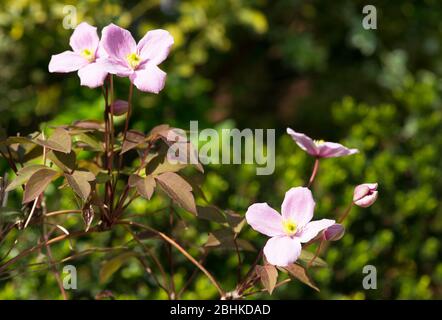 Clematis Rubens Montana Foto Stock