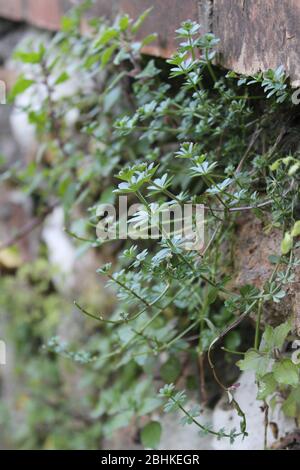 piante verdi che salgono su un muro di mattoni sporco Foto Stock