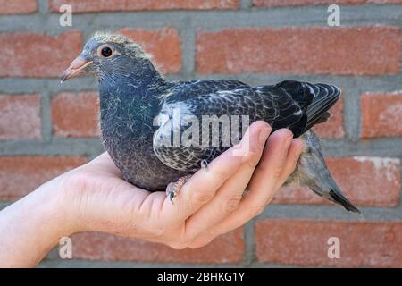 Un piccione giovane di tre settimane in mano al piccione fancier Foto Stock