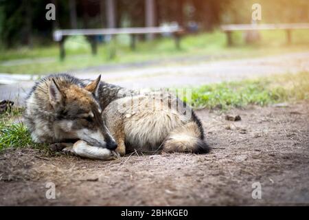 Un cane Husky si trova arricciato nel mezzo di un percorso forestale. Tramonto Foto Stock