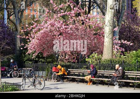 Persone sedute sulle panchine del parco vicino a un albero di ciliegio nel sole pomeridiano a Madison Square Park durante il coronavirus, New York, NY, 21 aprile 2020. Foto Stock