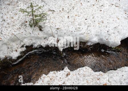 Il rapido flusso di un ruscello di foresta primaverile con gocce congelate su rami caduti. Foto Stock