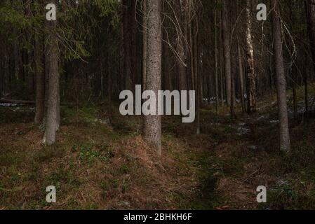 Misteriosa foresta densa ai raggi di luce del tramonto con alberi e rami che entrano nell'ombra e luce solare brillante. Foto Stock