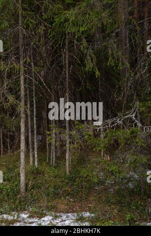 Misteriosa foresta densa ai raggi di luce del tramonto con alberi e rami che entrano nell'ombra e luce solare brillante. Foto Stock