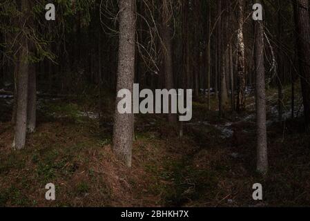 Misteriosa foresta densa ai raggi di luce del tramonto con alberi e rami che entrano nell'ombra e luce solare brillante. Foto Stock