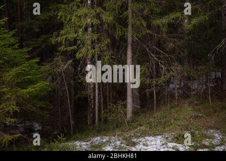 Misteriosa foresta densa ai raggi di luce del tramonto con alberi e rami che entrano nell'ombra e luce solare brillante. Foto Stock